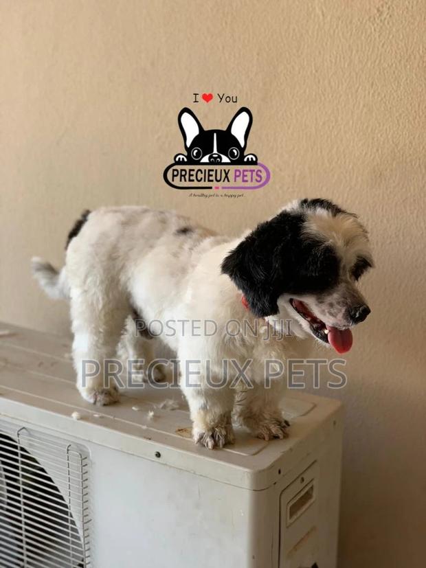 Grooming Service at Home · Photo 3