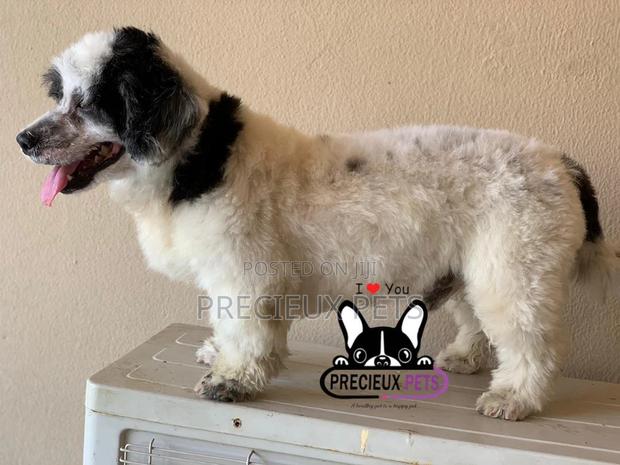 Grooming Service at Home · Photo 7