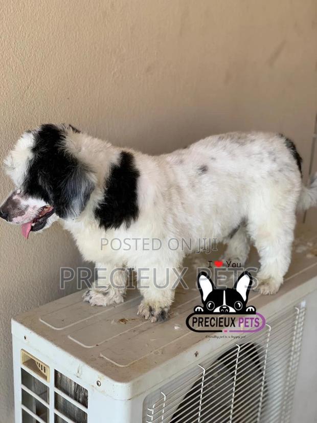 Grooming Service at Home · Photo 6