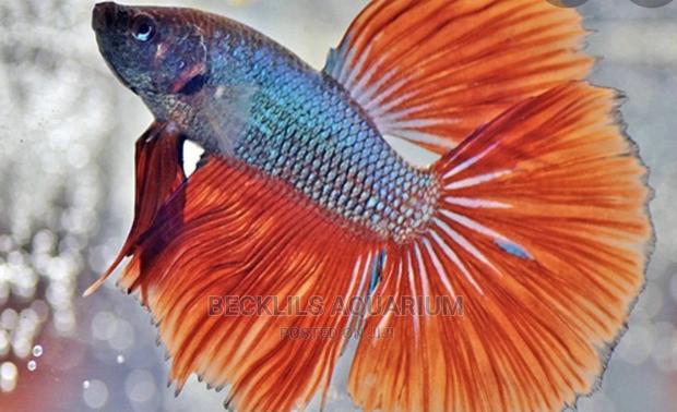 Betta Fish · Photo 3