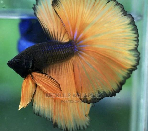 Betta Fish · Photo 2