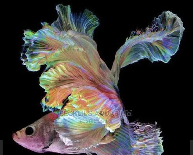 Betta Fish · Photo 7