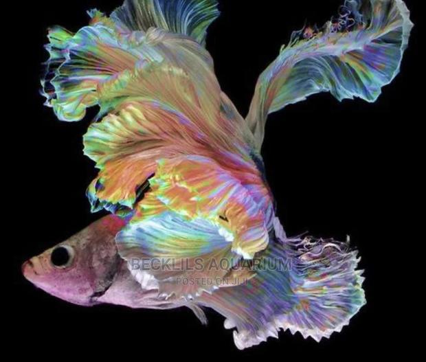 Betta Fish · Photo 6