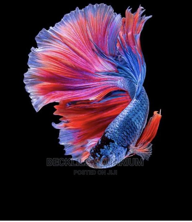 Betta Fish · Photo 4
