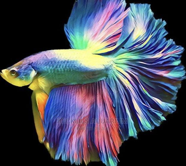 Betta Fish · Photo 1