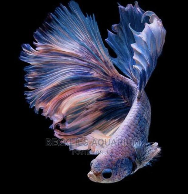 Betta Fish · Photo 5