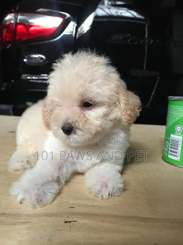 1-3 months Female Purebred Poodle · Photo 1