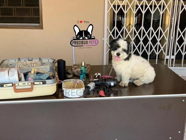 Grooming Home Service for Toy Dogs · Photo 3