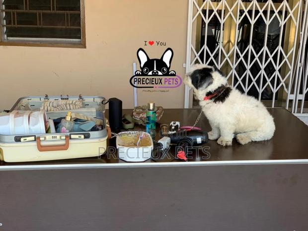 Grooming Home Service for Toy Dogs · Photo 4