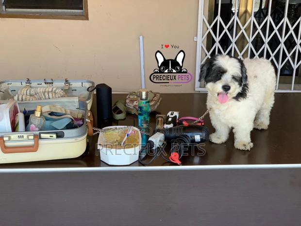 Grooming Home Service for Toy Dogs · Photo 5