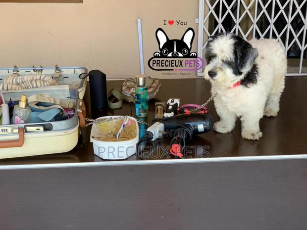 Grooming Home Service for Toy Dogs · Photo 2