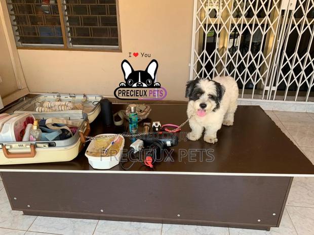 Grooming Home Service for Toy Dogs · Photo 1