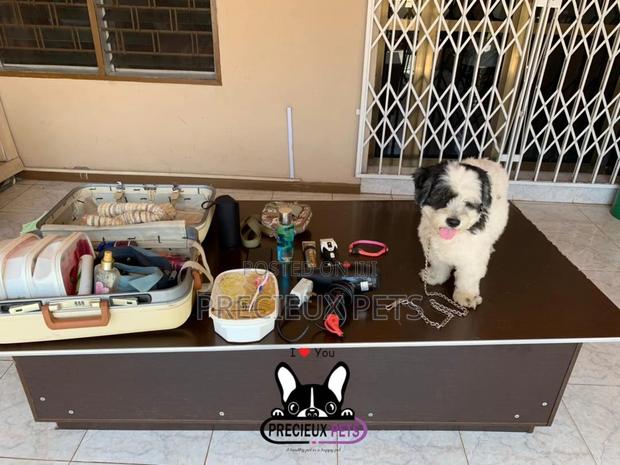 Grooming Home Service for Toy Dogs · Photo 6