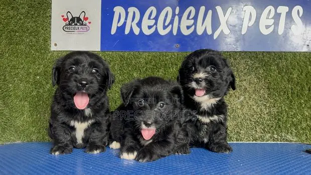 1-3 months Female Mixed Breed Maltipoo · Photo 1