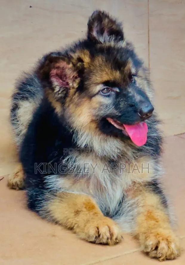 1-3 months Male Purebred German Shepherd · Photo 1
