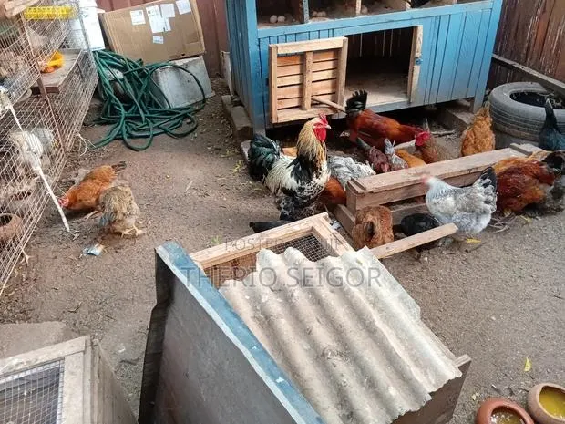 Fowls for Sale - Fulani-Brahma Hybrid, Local · Photo 2