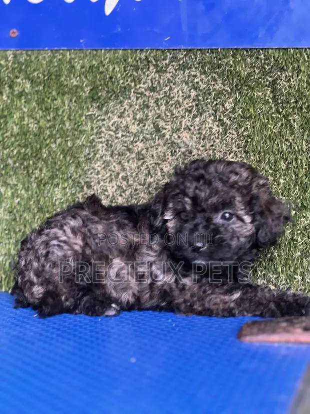 1-3 months Female Purebred Poodle · Photo 1