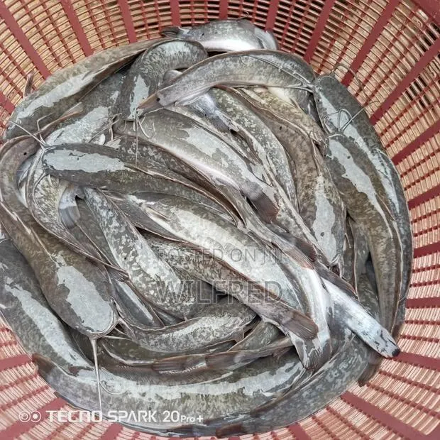Juvenile Catfish Ready for Stocking · Photo 1