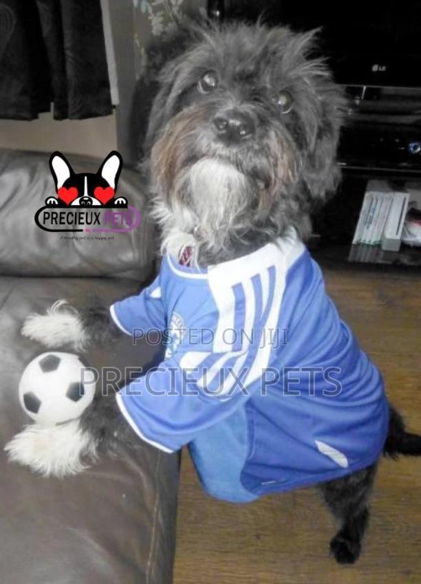 Toy Dogs Wears · Photo 1