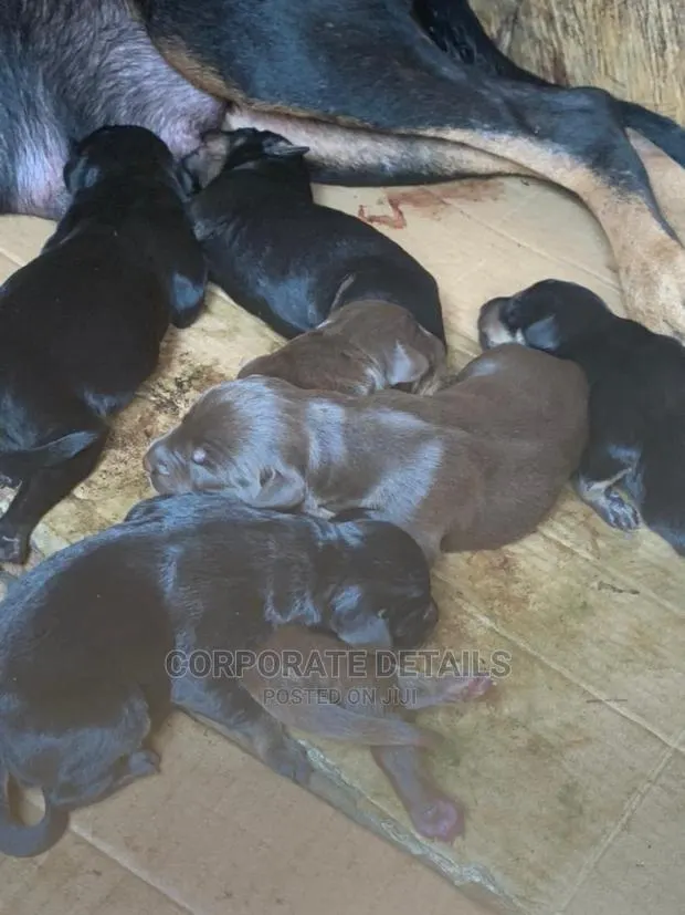 0-1 Month Male Purebred Doberman Pinscher · Photo 1
