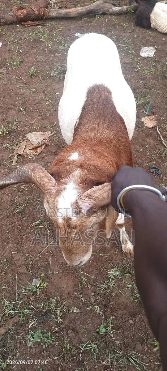 Farm Animal · Photo 1
