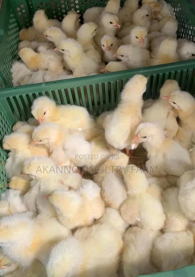 Foreign Day Old Broiler · Photo 1