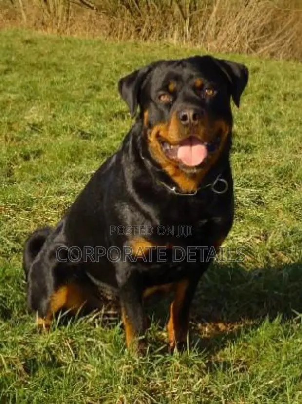 1+ year Male Purebred Rottweiler · Photo 1
