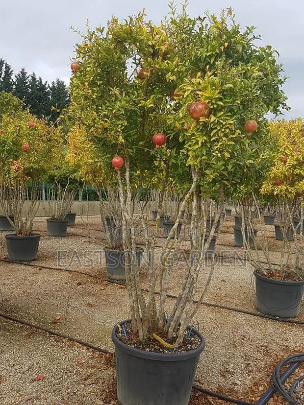 Exotic Pomegranate Seedlings Dwarf Tree · Photo 3