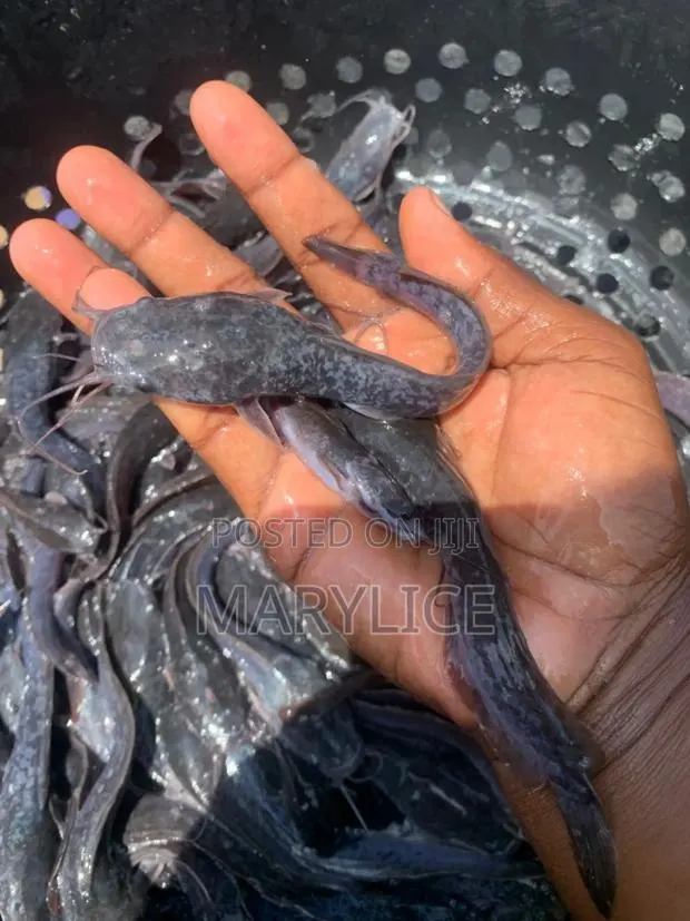 Fish Farming Training · Photo 1