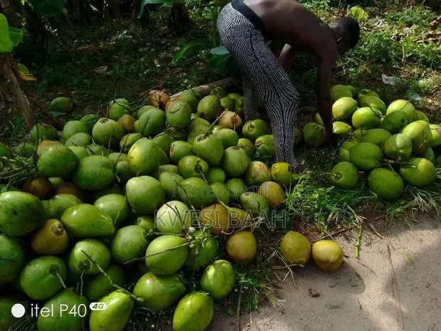 Sale of Coconut · Photo 1