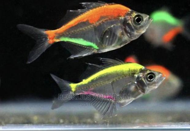 Glass Fish · Photo 1