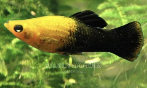 Molly Fishes · Photo 1