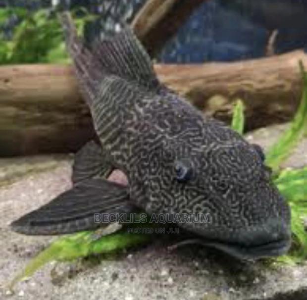 Catfish Cleaner For Aquarium · Photo 1