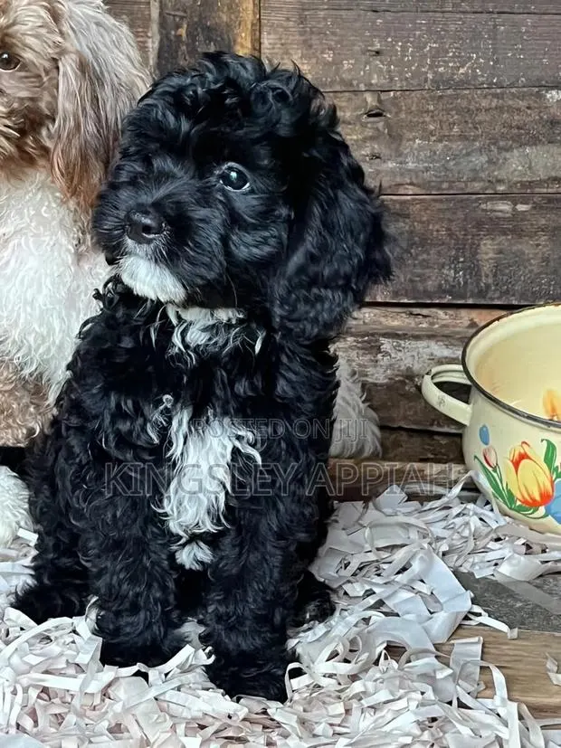 1-3 months Female Purebred Poodle · Photo 1