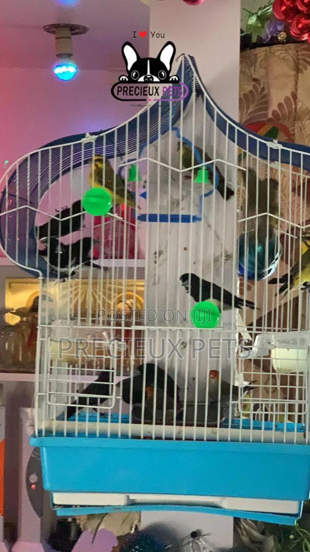 Finches Types of Birds · Photo 6