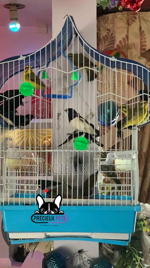 Finches Types of Birds · Photo 7