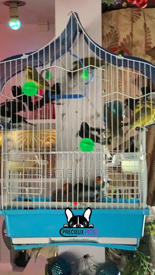 Finches Types of Birds · Photo 4