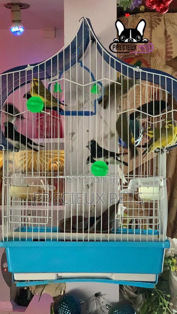 Finches Types of Birds · Photo 5