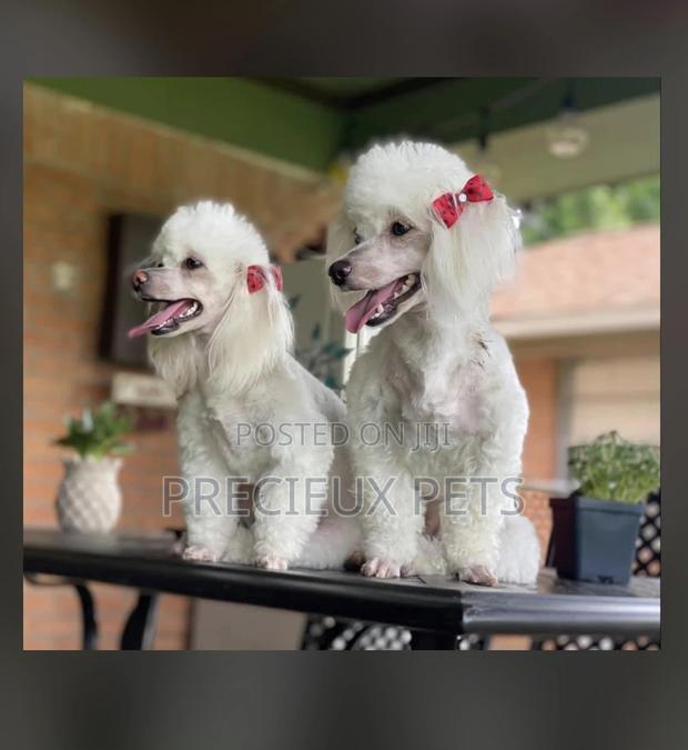 Poodle Type a Grooming Service · Photo 2