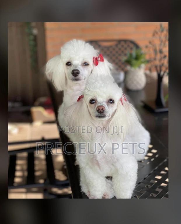 Poodle Type a Grooming Service · Photo 1
