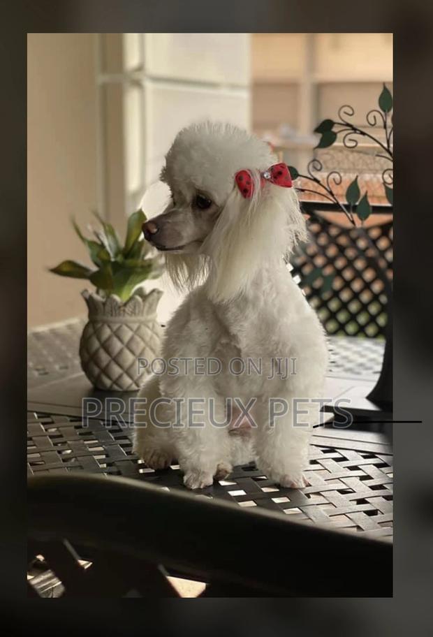Poodle Type a Grooming Service · Photo 3