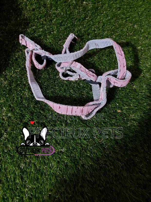 Dogs Harness Serial No. 2021/0009 · Photo 2