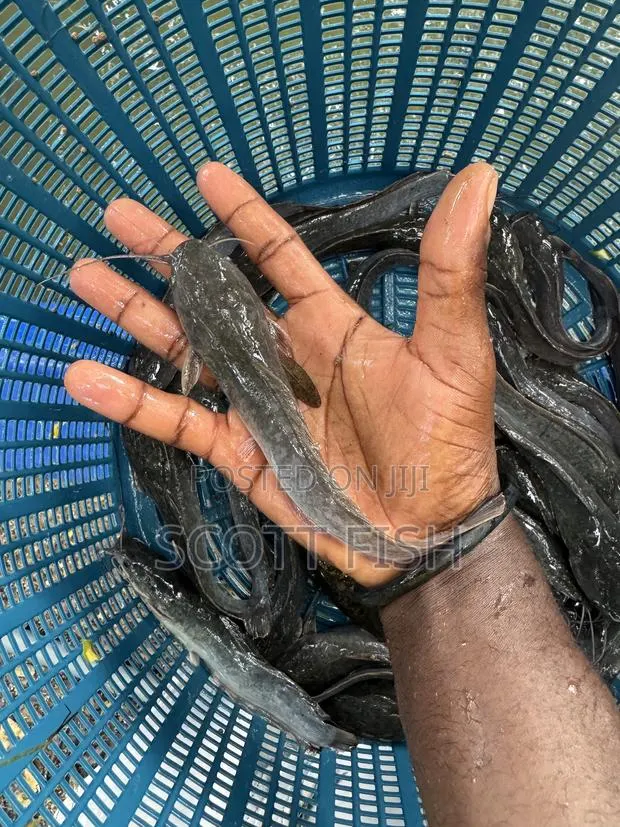 Catfish Jumbo · Photo 1