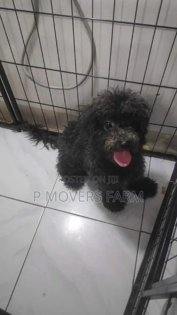 1-3 months Male Purebred Poodle · Photo 1