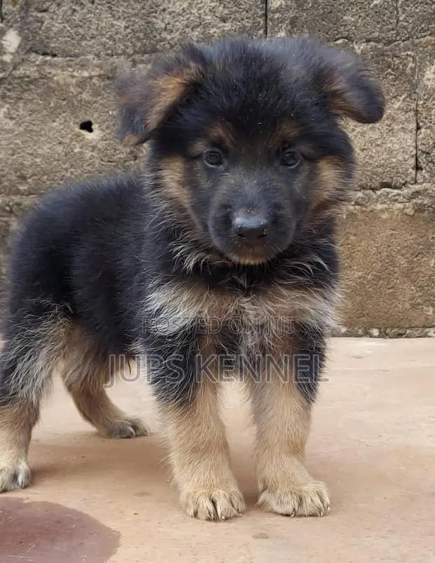 1-3 months Male Purebred German Shepherd · Photo 1
