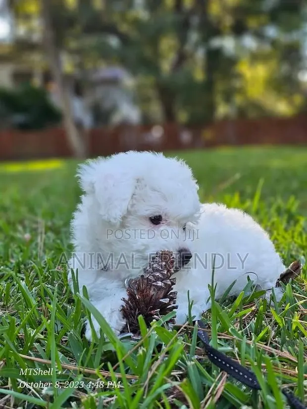 1-3 months Male Purebred Poodle · Photo 1