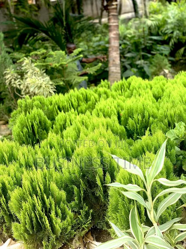 Garden, Planning Flowers and Green Grass · Photo 3