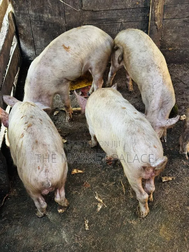 3 Months Piglets · Photo 1
