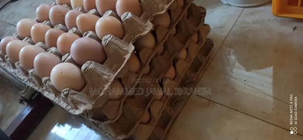 Fertile Hybrid(Brahma Cross Eggs) · Photo 1