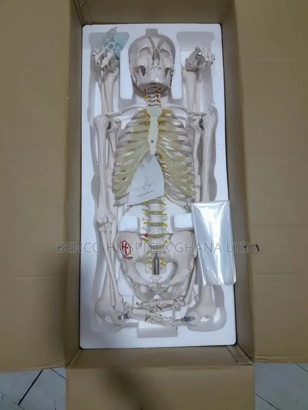 Skeleton Model · Photo 1